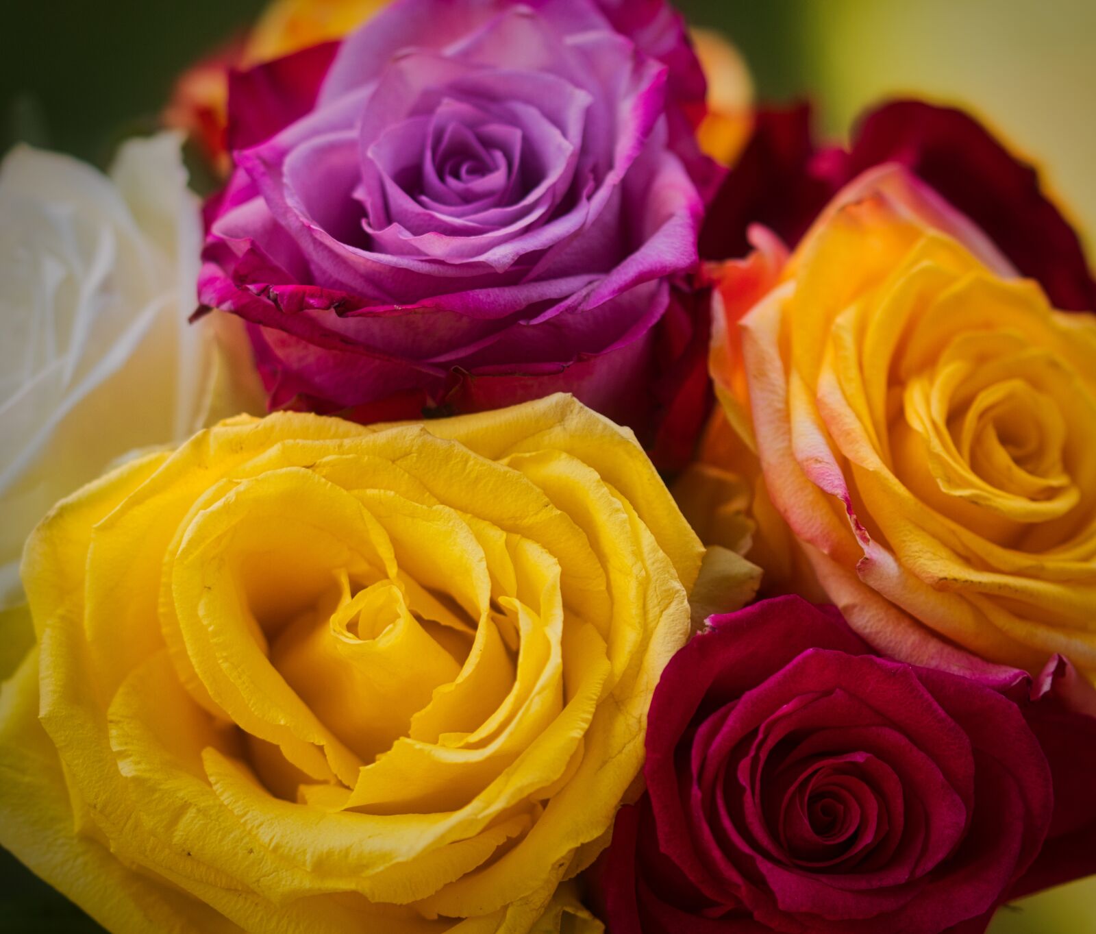Canon EOS 200D (EOS Rebel SL2 / EOS Kiss X9) sample photo. Roses, colorful, romantic photography