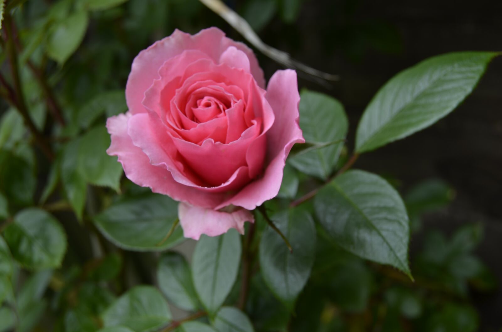 Nikon D5100 sample photo. Rose, floribunda, floral photography