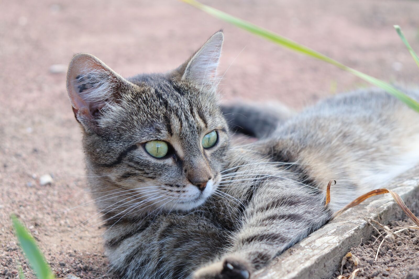 Canon EOS 800D (EOS Rebel T7i / EOS Kiss X9i) sample photo. Cat, felines, felids photography