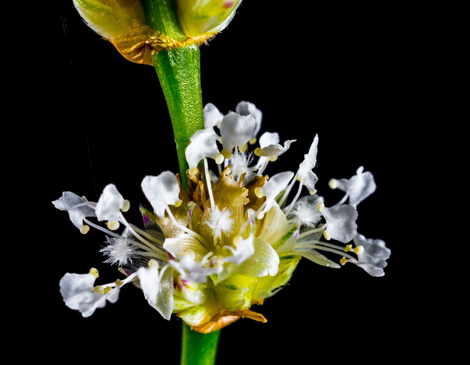Nikon D5200 sample photo. Small flower, wild flower photography