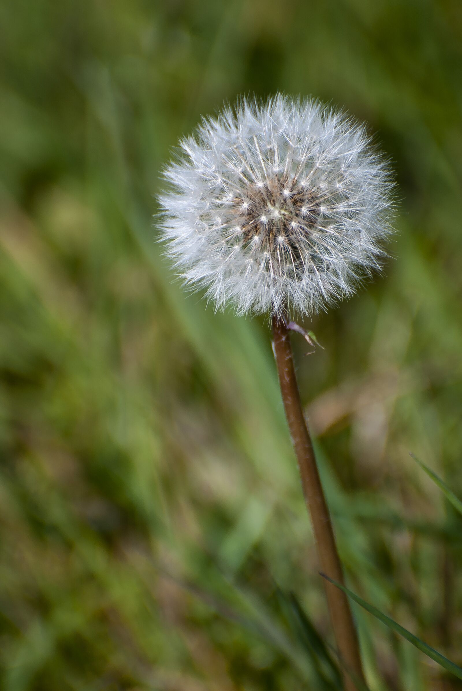 Nikon D80 sample photo. Dandelion, dandelion seeds, close-up photography