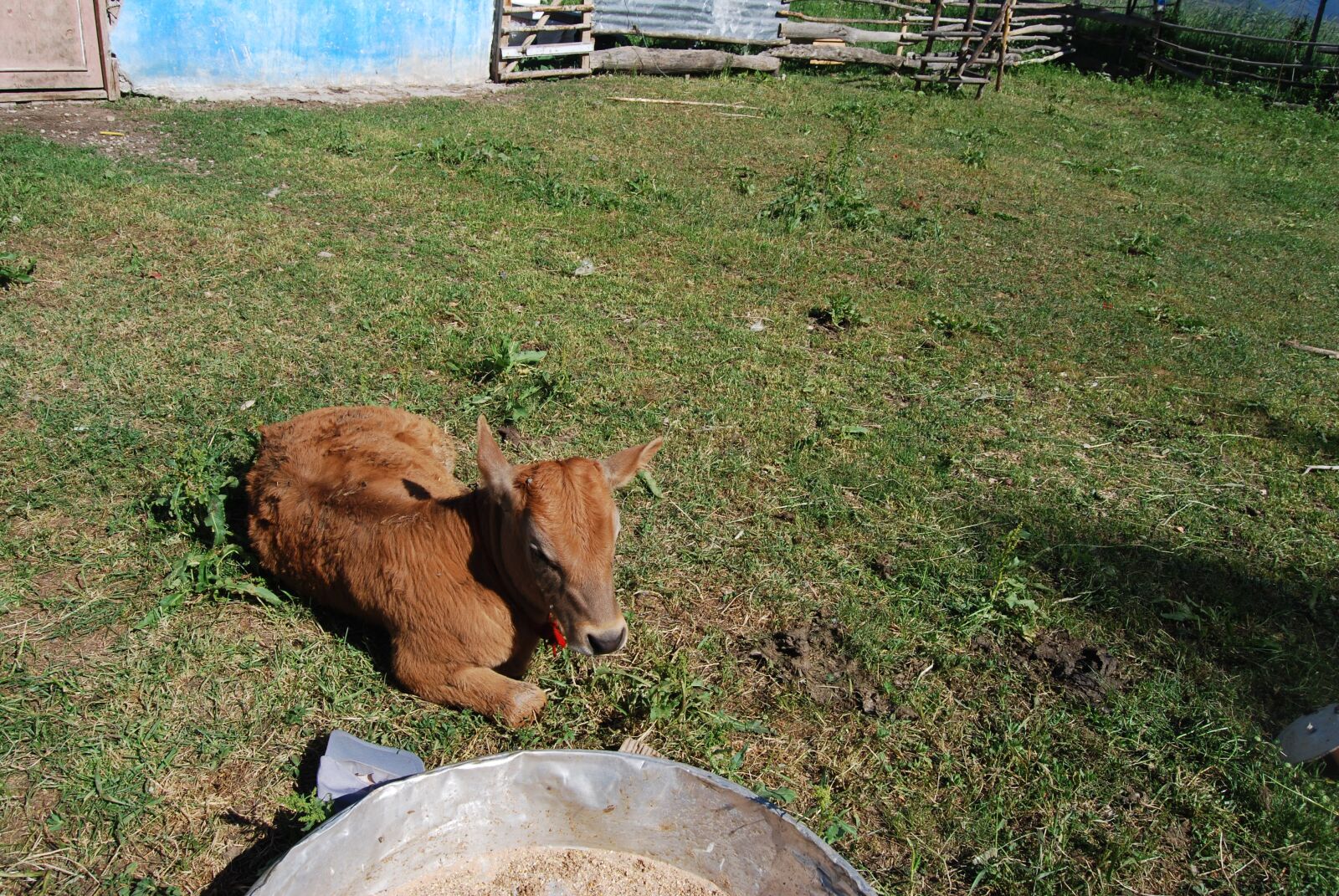Nikon D60 sample photo. Cow, ranch, cattle photography