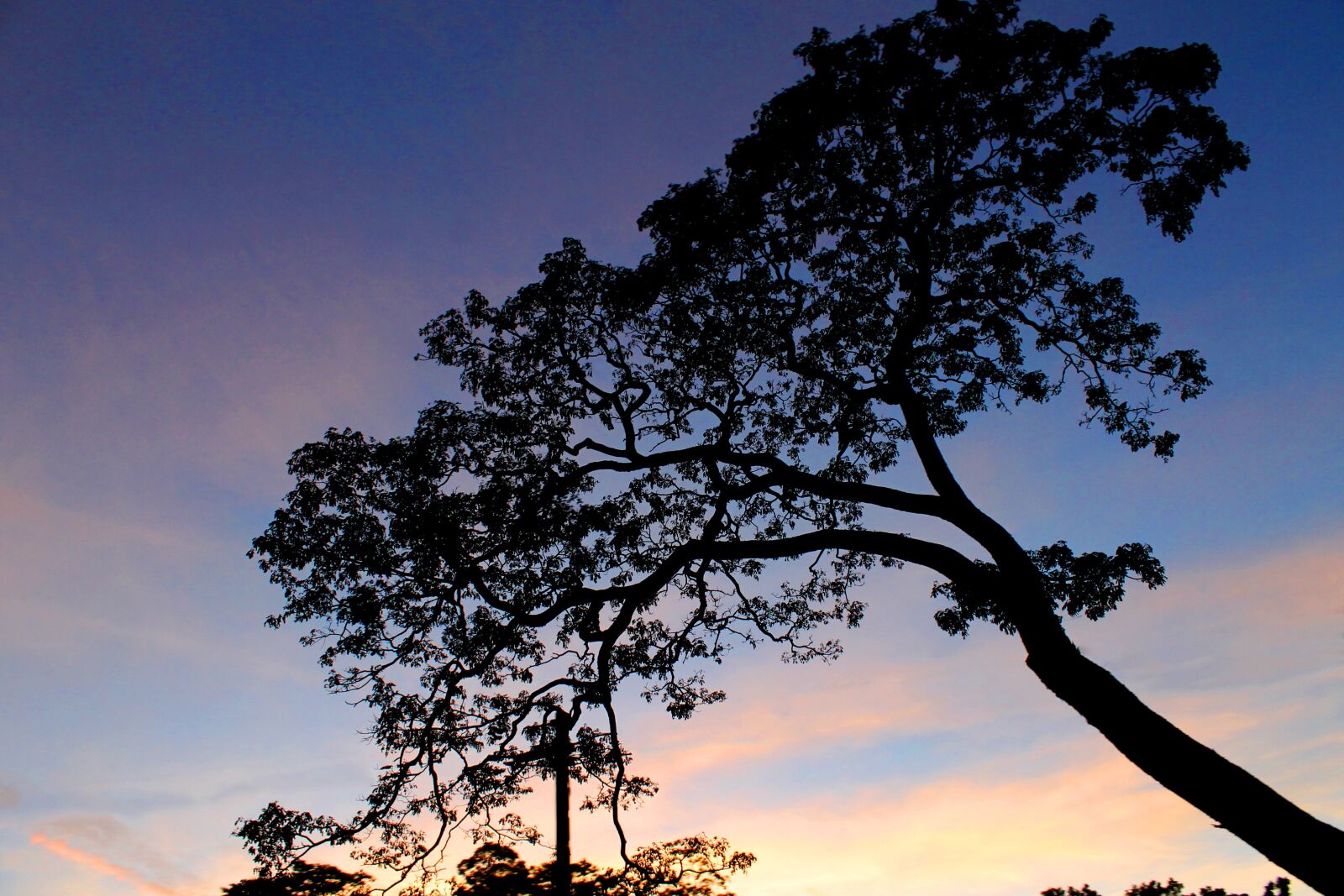 Canon EOS 1100D (EOS Rebel T3 / EOS Kiss X50) sample photo. Landscape, silhouette, tree photography