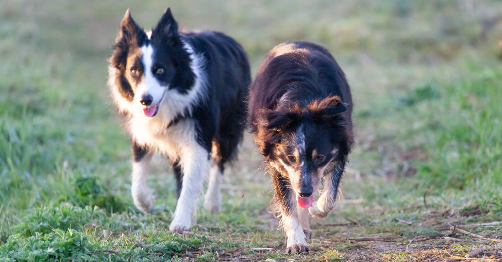Canon EOS 5D Mark II sample photo. Border collies, border, collie photography