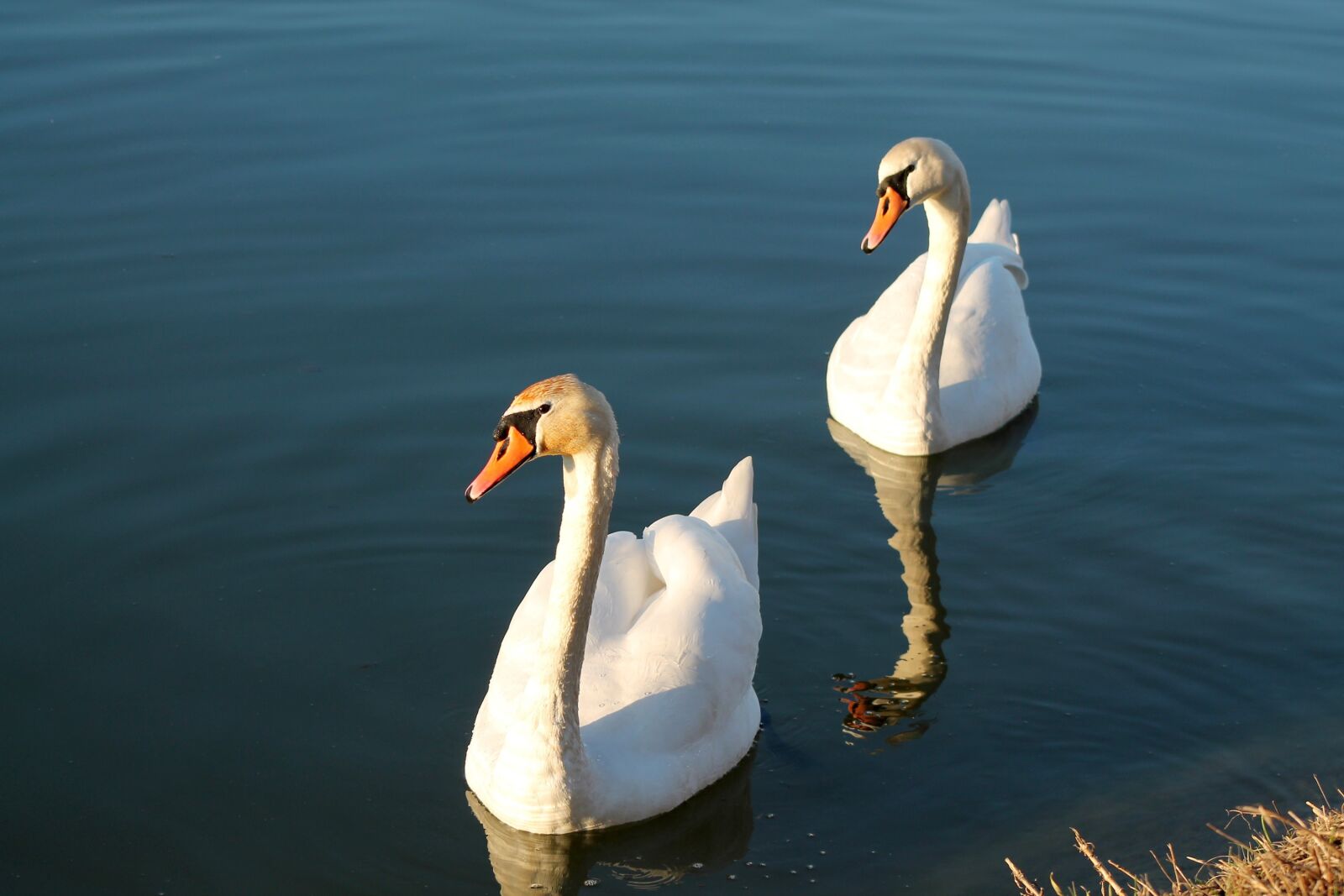 Canon EOS 1100D (EOS Rebel T3 / EOS Kiss X50) + EF75-300mm f/4-5.6 sample photo. Swans, white swans, birds photography