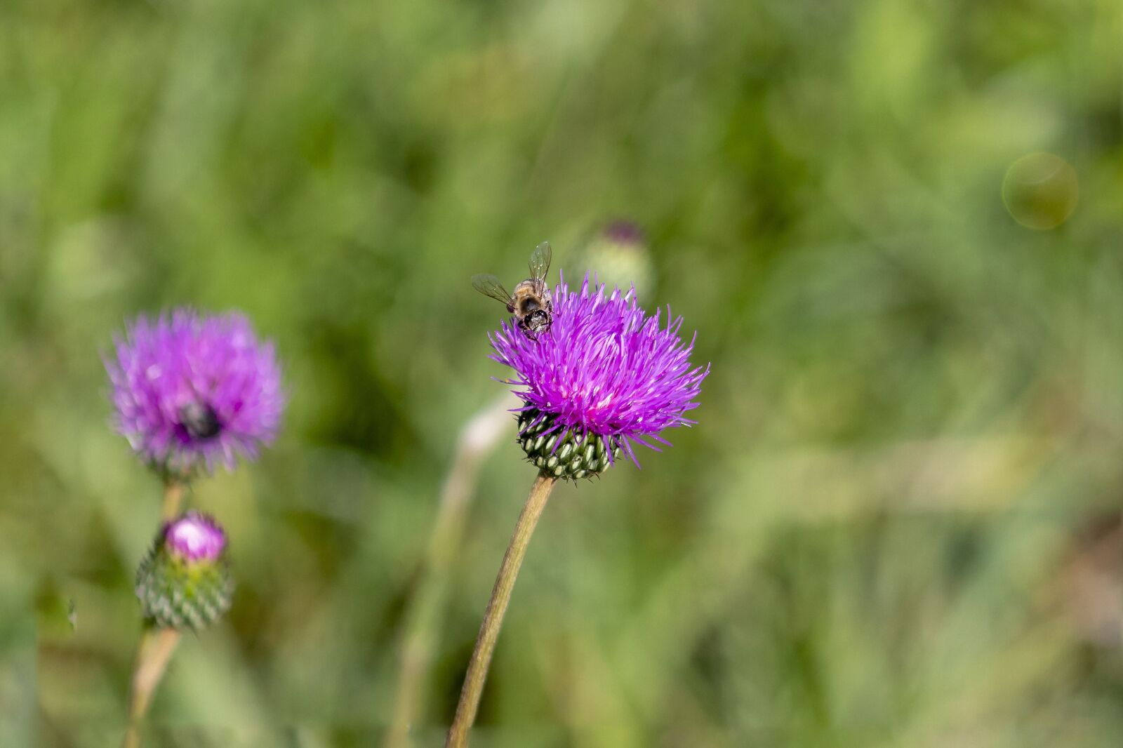 Canon EOS 1300D (EOS Rebel T6 / EOS Kiss X80) + EF75-300mm f/4-5.6 sample photo. Thistle, wildflower, flower photography