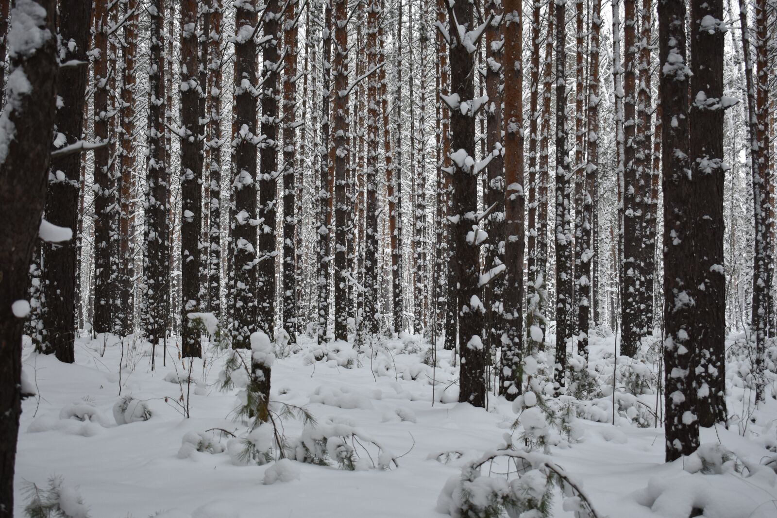 Nikon D3400 sample photo. Forest, snow, pine photography