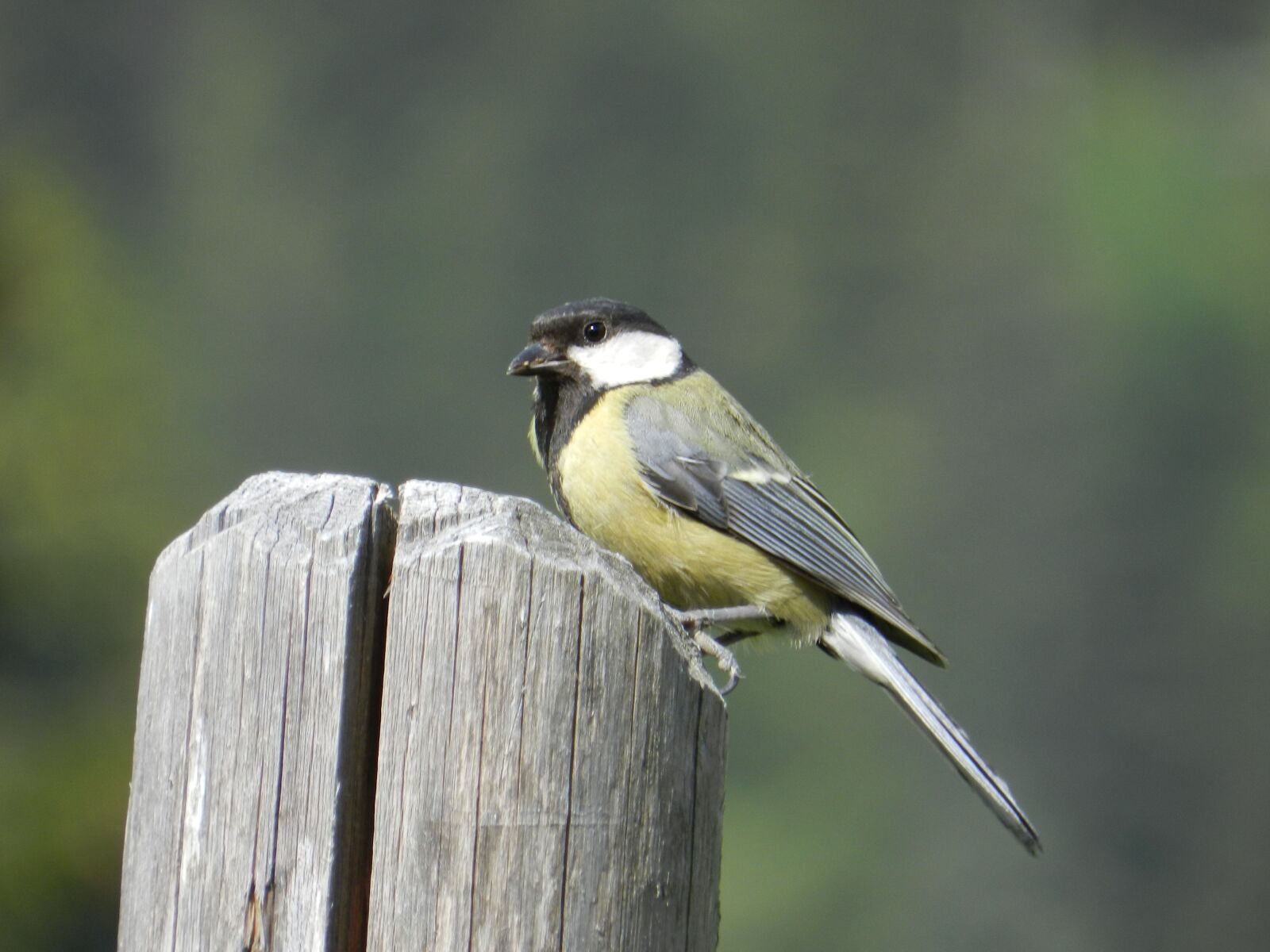 Nikon Coolpix P500 sample photo. Bird, animal world, nature photography