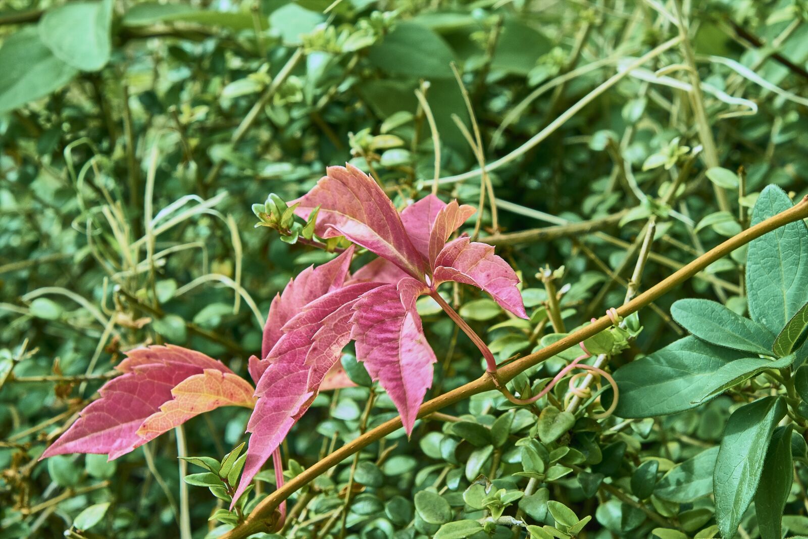Nikon D7200 sample photo. Autumn, leaves, red photography
