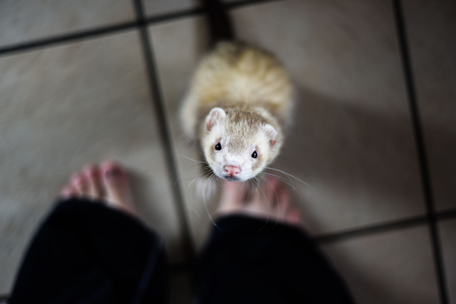 Nikon D750 sample photo. Ferret, animal, pet photography