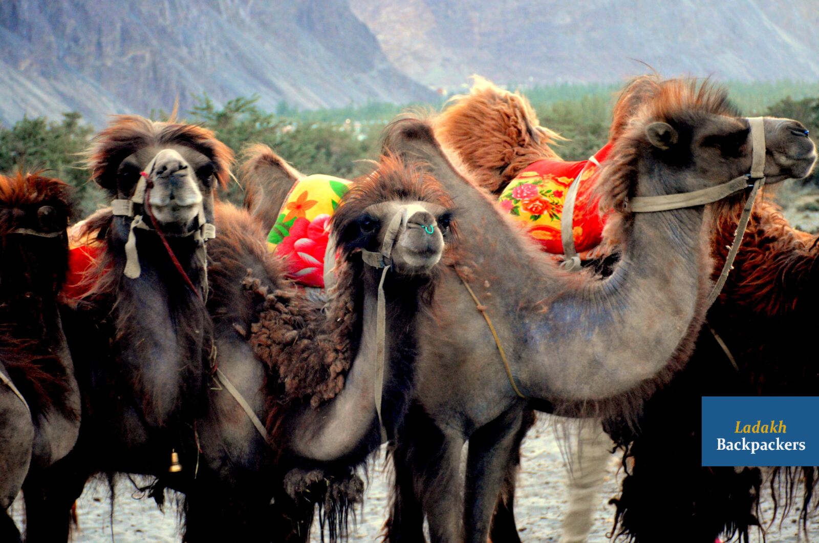 Nikon D5200 sample photo. Camel, ladakh, india photography