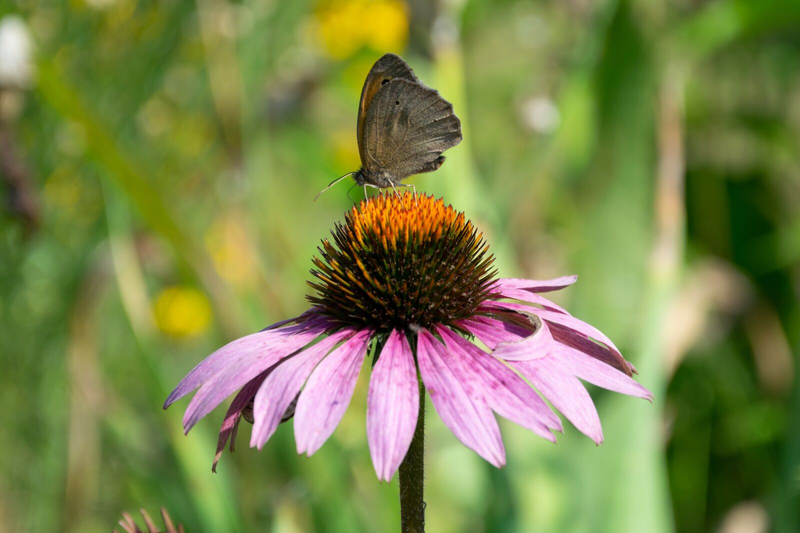 Nikon D3300 sample photo. Flower, garden, flowers photography