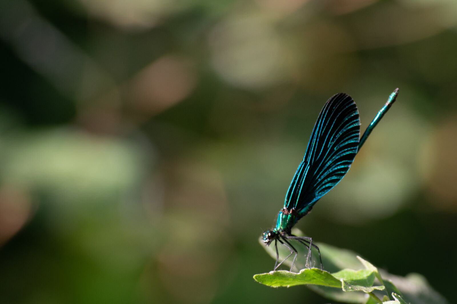 Nikon D3300 sample photo. Insect, butterfly, nature photography