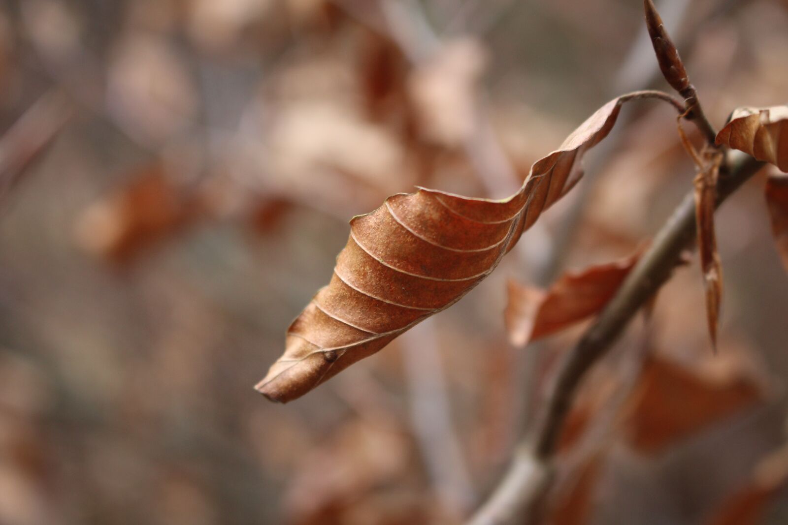 Canon EOS 700D (EOS Rebel T5i / EOS Kiss X7i) sample photo. Leaf, dry, autumn photography