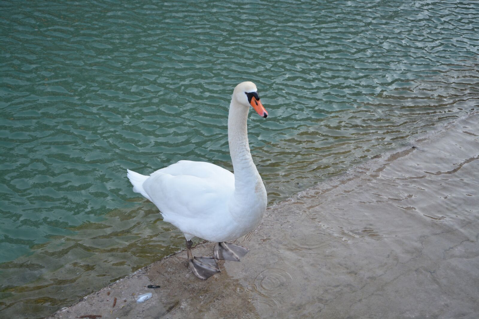 Nikon D5200 sample photo. Swan, white, majestic photography