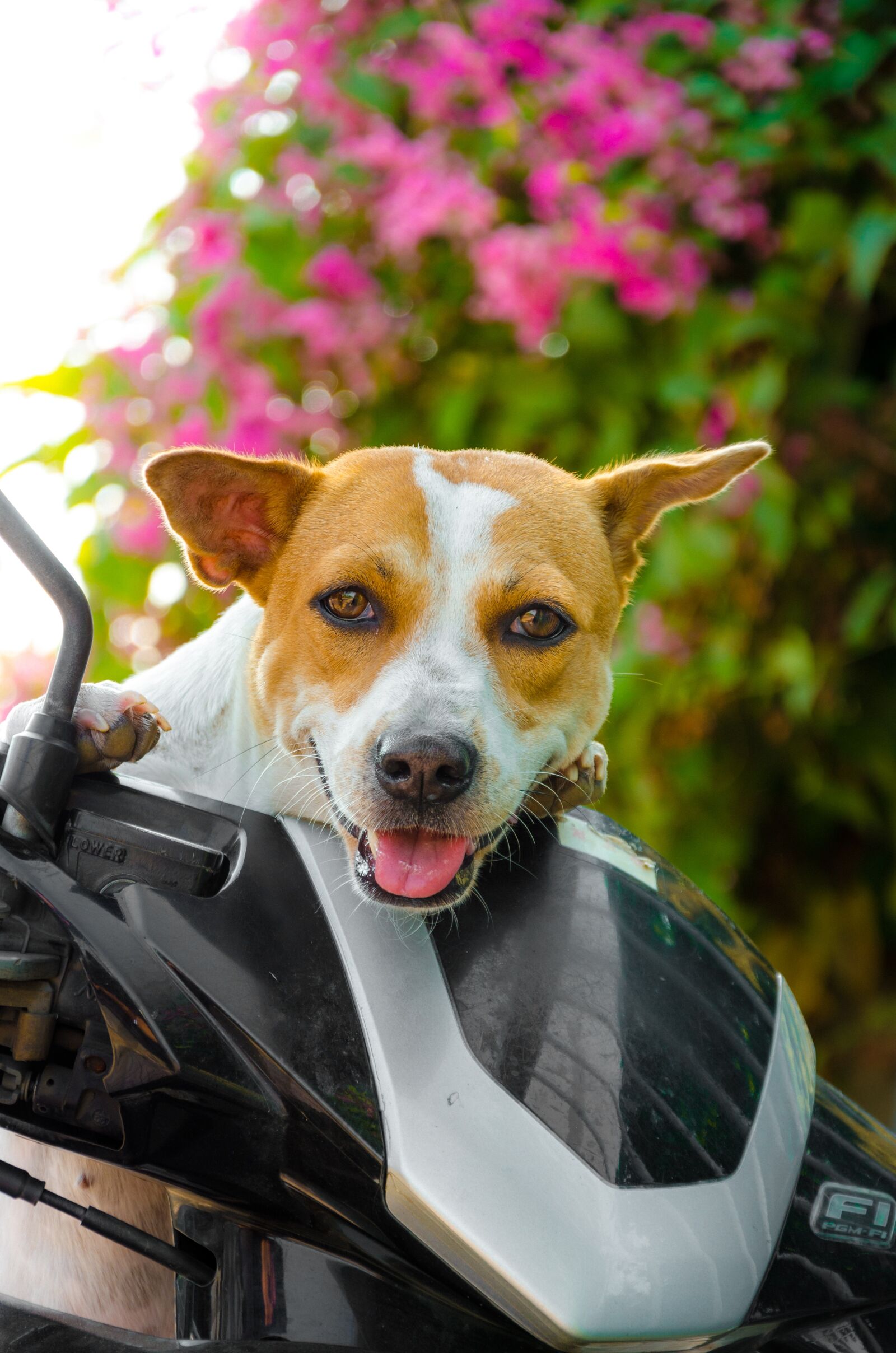 Nikon D7000 sample photo. Animal, pet, pets photography