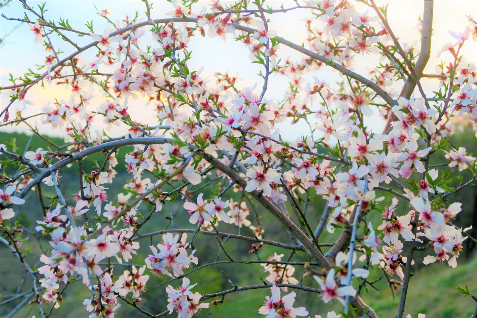 Canon PowerShot G7 X sample photo. Flower, tree, spring photography