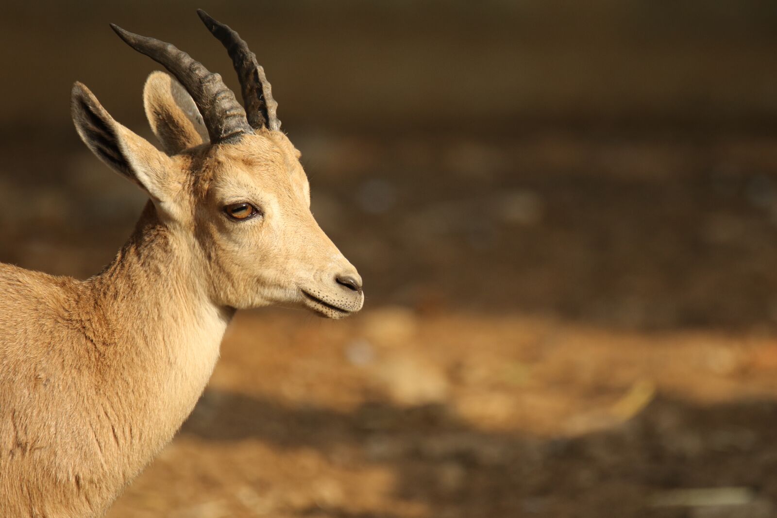 Canon EOS 7D Mark II sample photo. Animal, gazelle, brown photography