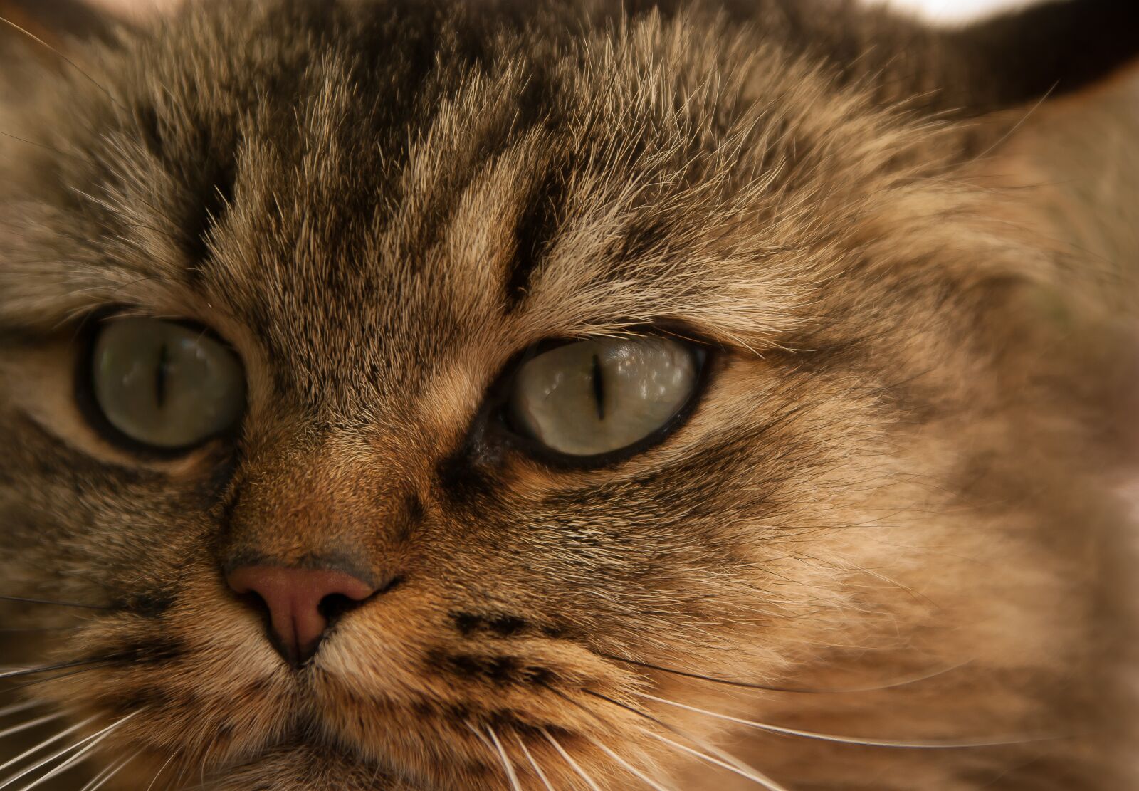 Pentax K10D sample photo. Cat, domestic animal, eyes photography
