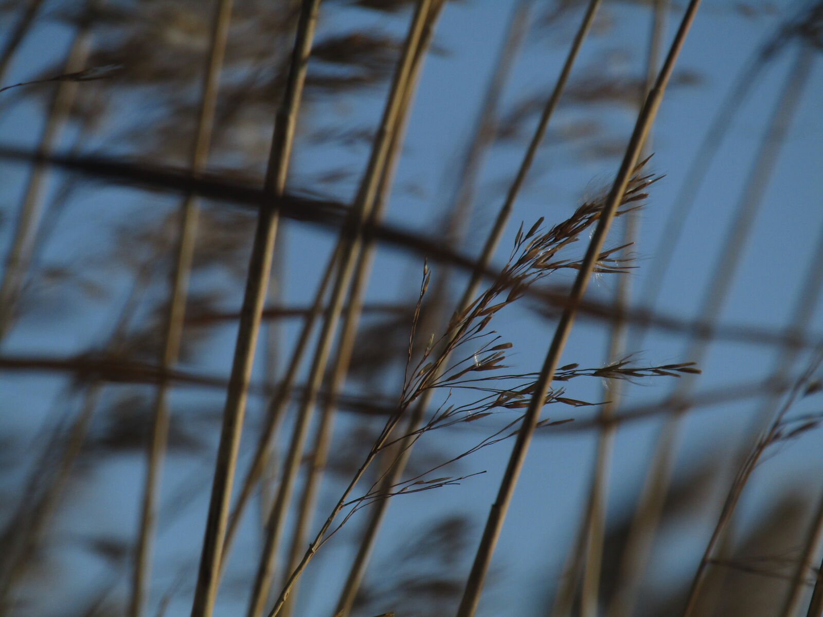 Canon PowerShot SX420 IS sample photo