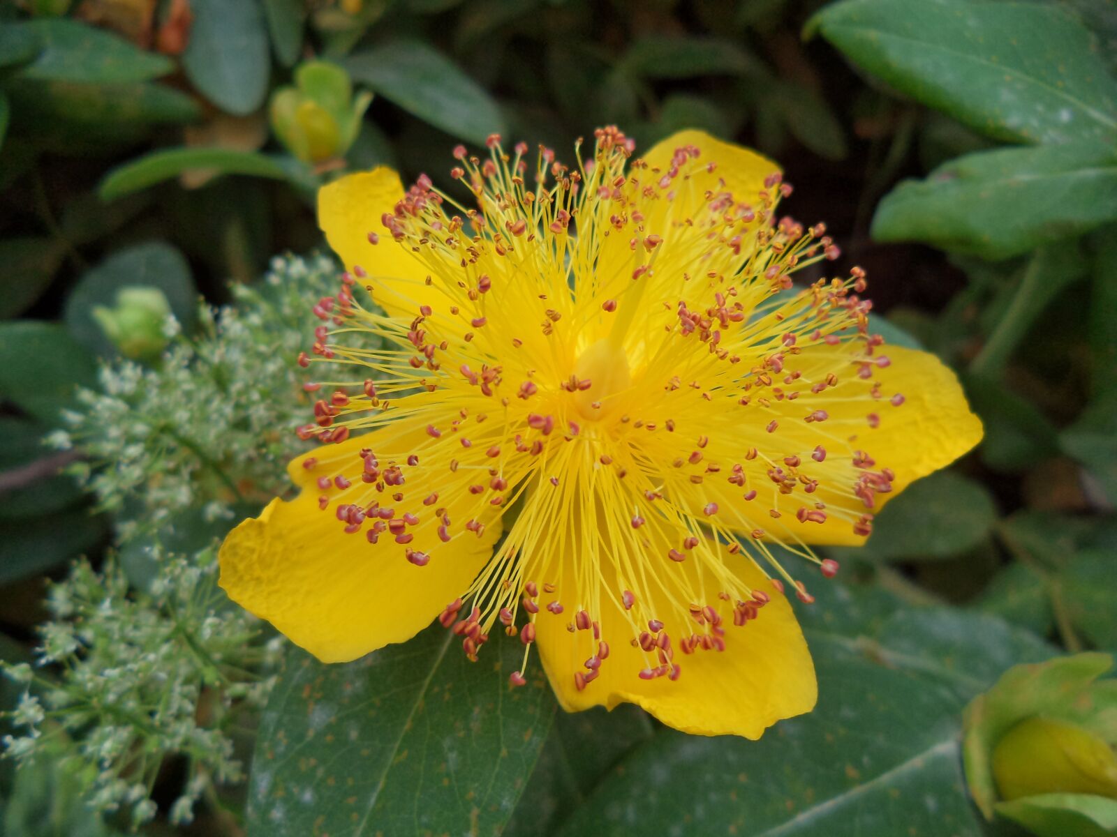 Sony Cyber-shot DSC-W710 sample photo. Flower, shrub, yellow photography