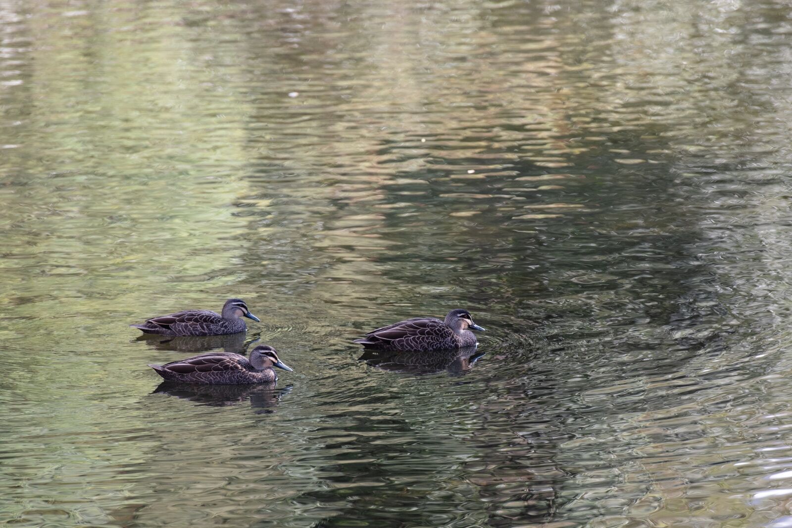 Nikon D750 sample photo. Pacific black duck, duck photography
