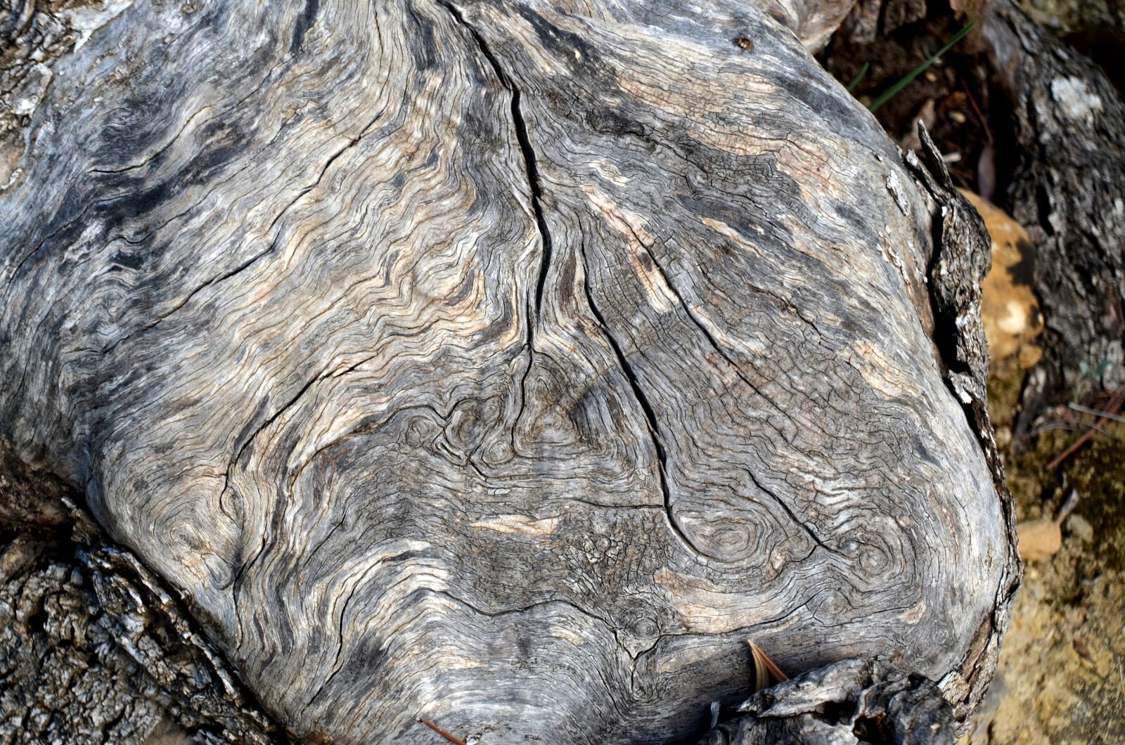 Nikon D5100 sample photo. Bark, structure, tree photography