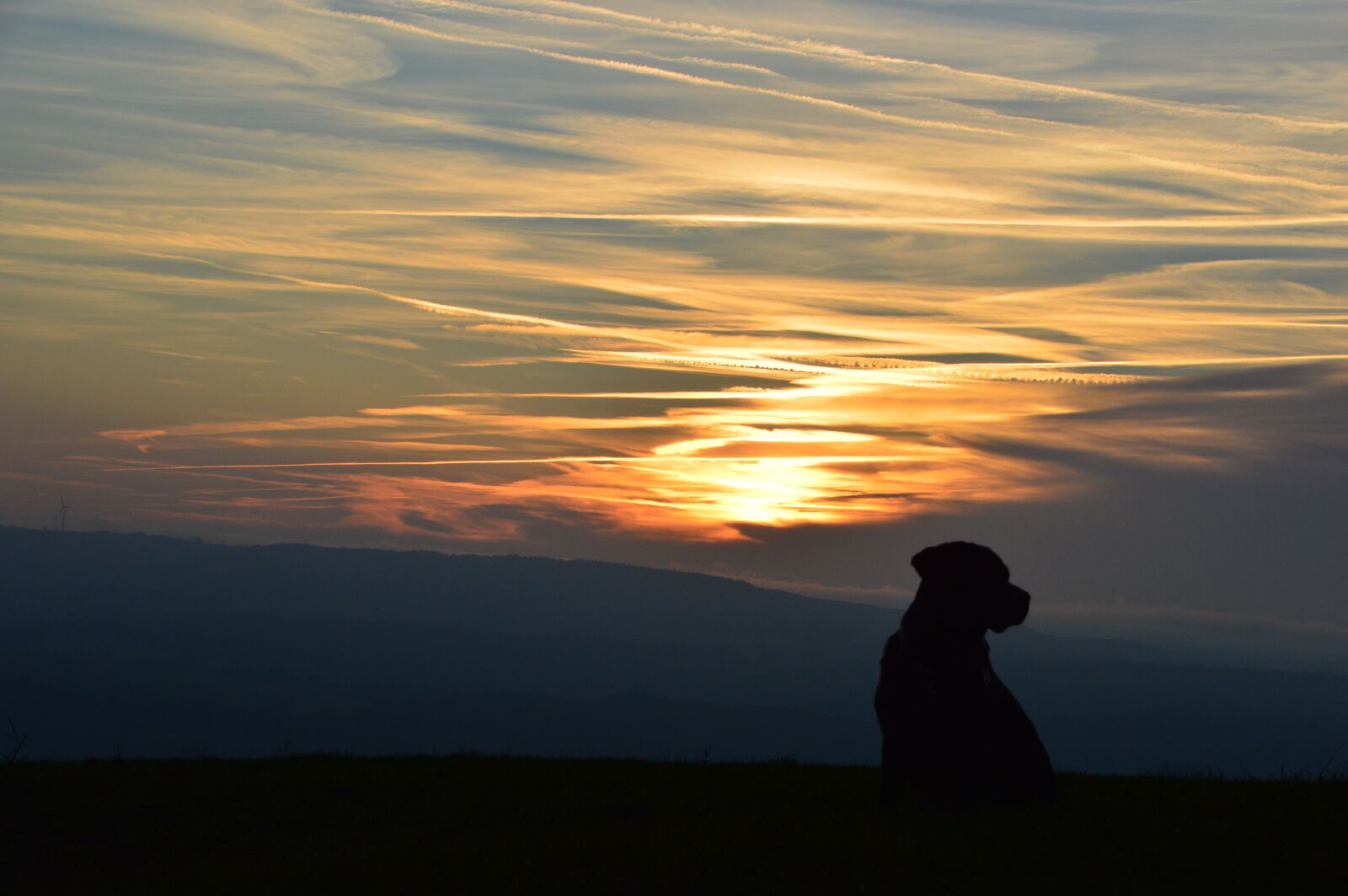 Nikon D3200 sample photo. Sunset, dog, labrador photography