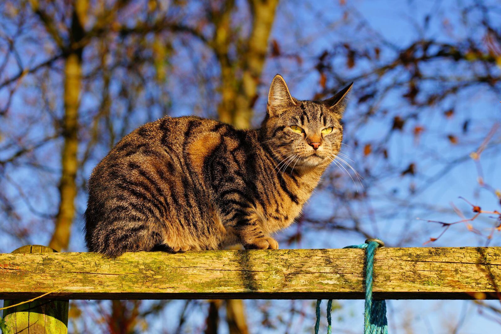 Sony a99 II sample photo. Cat, female, cat face photography