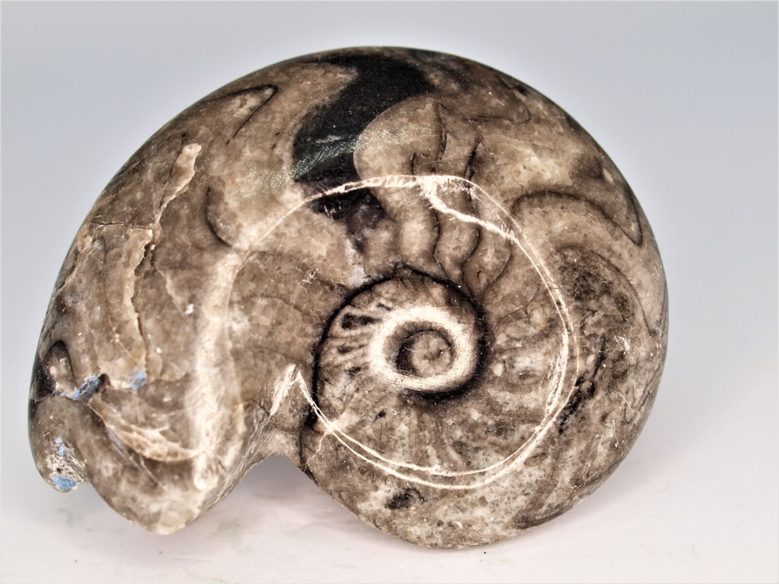 Olympus E-520 (EVOLT E-520) sample photo. Nature, desktop, ammonite photography