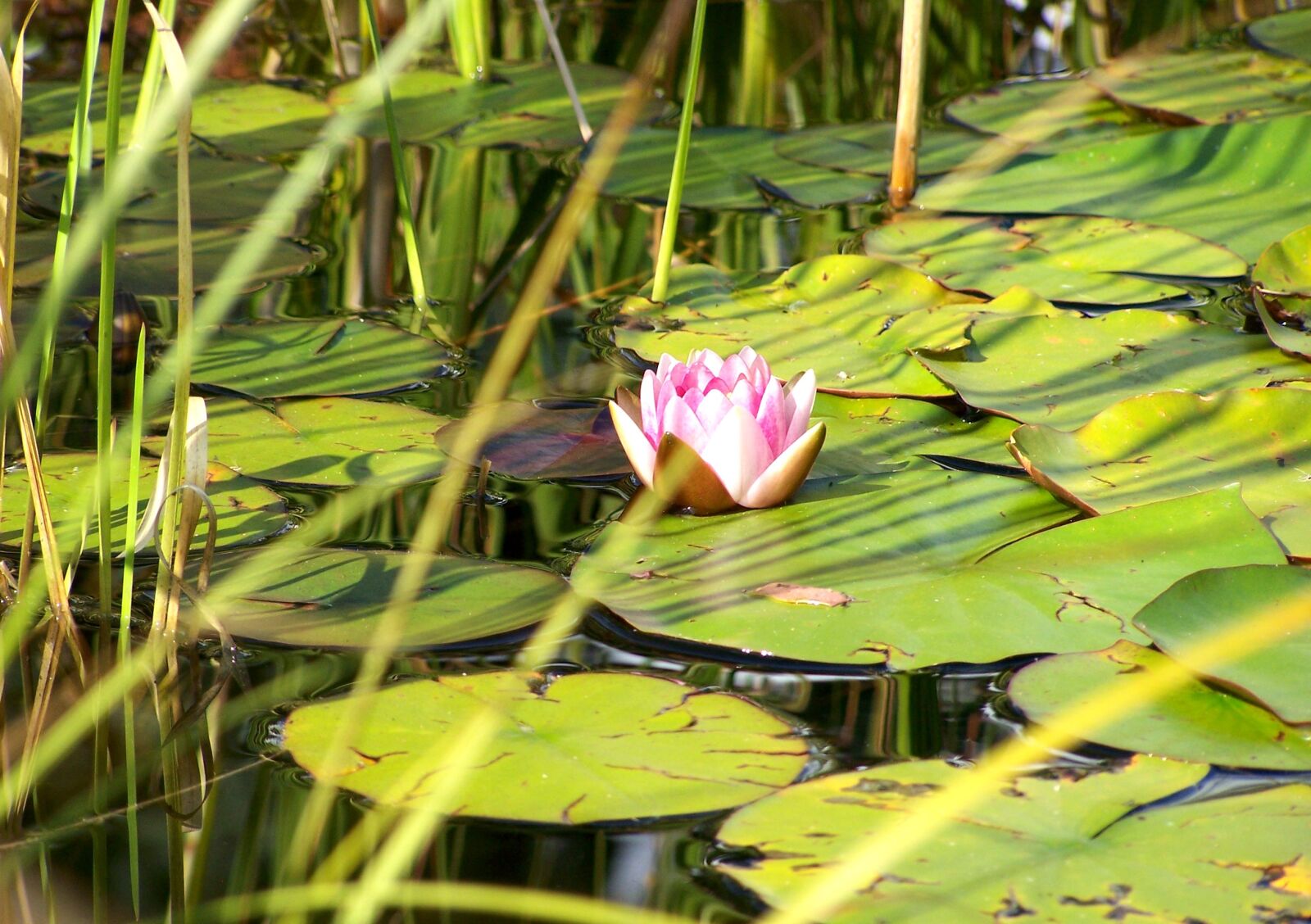 Kodak Z650 ZOOM DIGITAL CAMERA sample photo. Water lily, pink rose photography