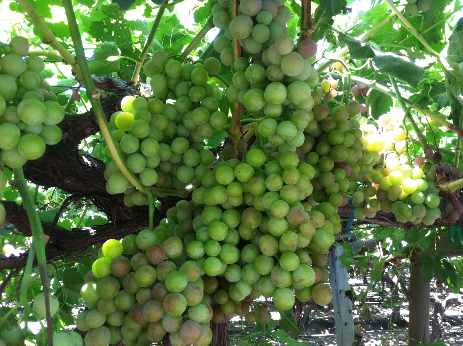 Apple iPhone 4 sample photo. Fruit, grapes, vine photography