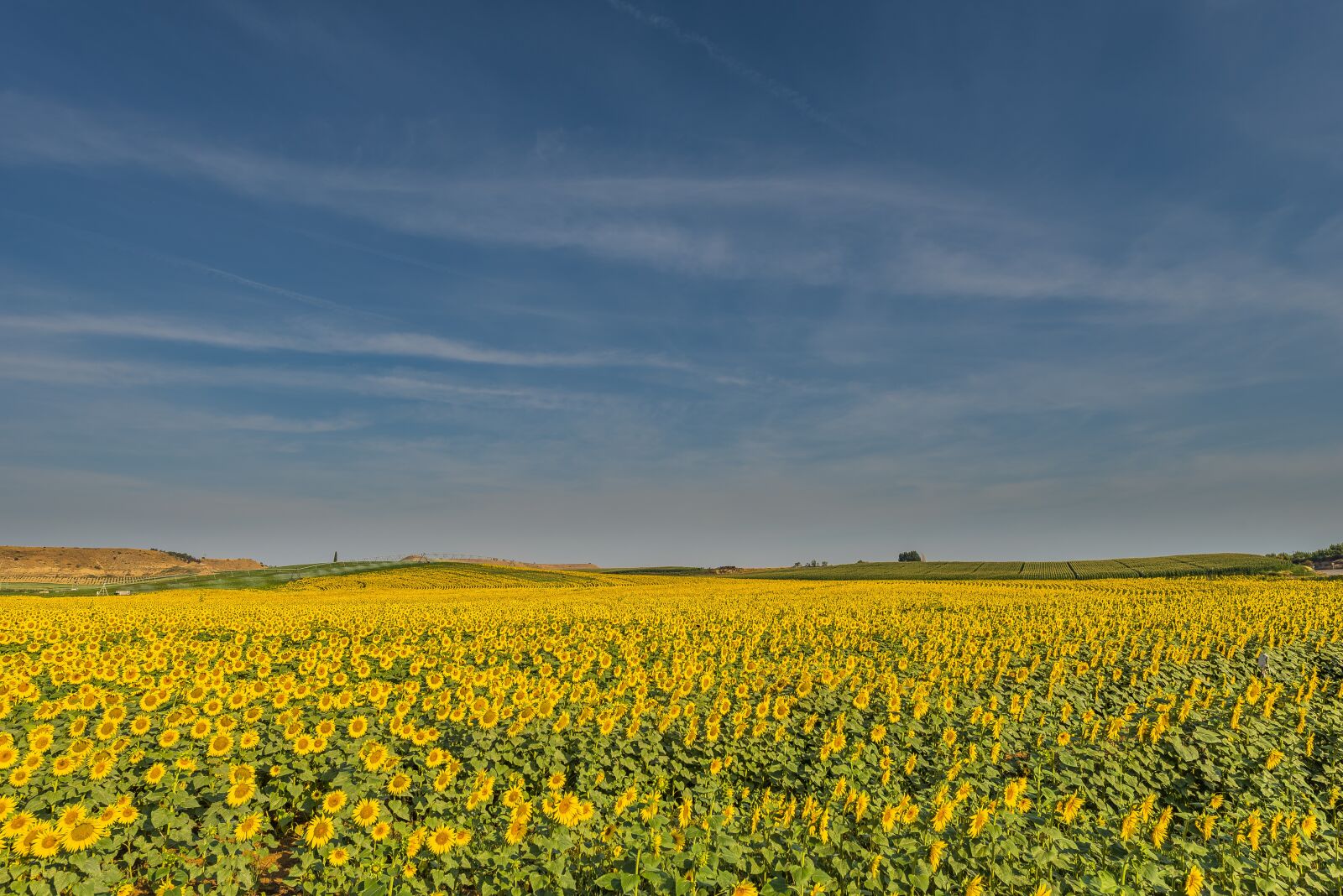 Nikon D750 sample photo. Sunflowers, flowers, summer photography