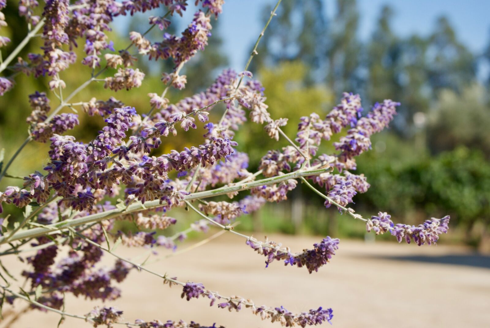 Nikon D3000 sample photo. Lavender, flowers, purple photography