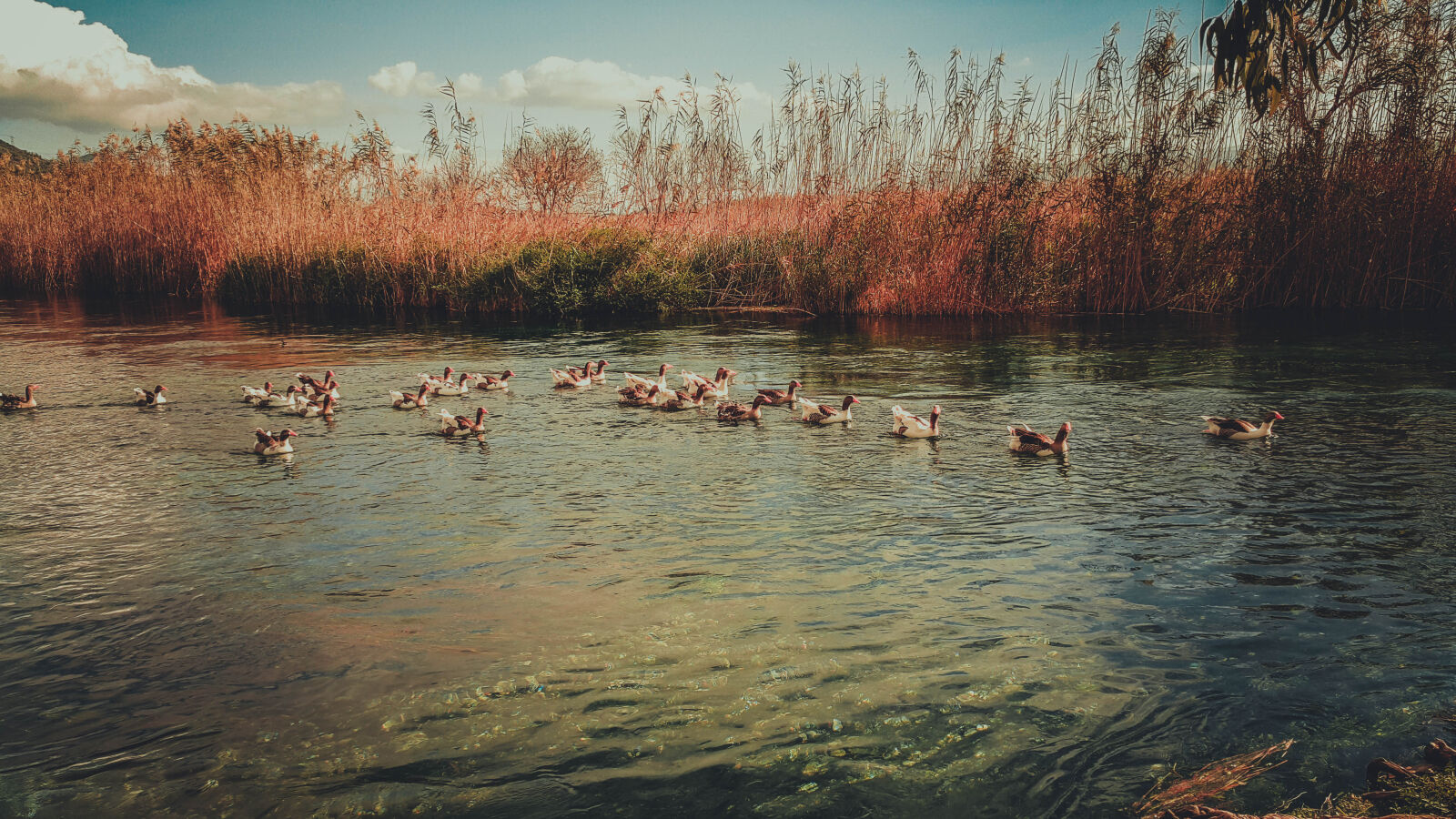 Samsung Galaxy Note4 sample photo. Ducks photography