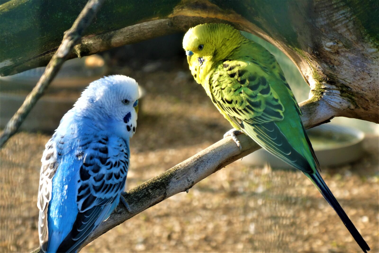 Panasonic Lumix DC-ZS70 (Lumix DC-TZ90) sample photo. Parakeets, bird, we photography