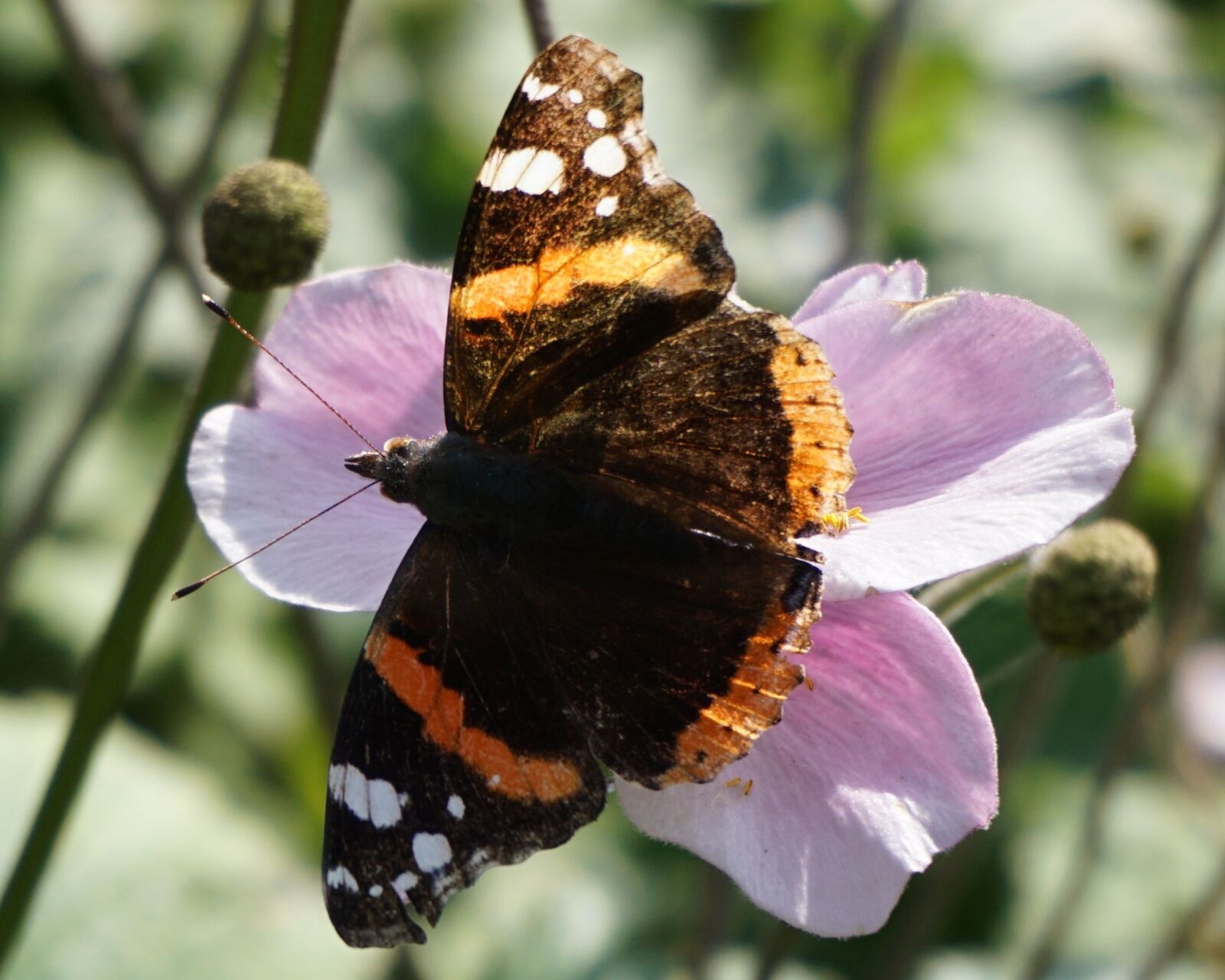 Sony a6000 sample photo. Butterfly, pink, flower photography
