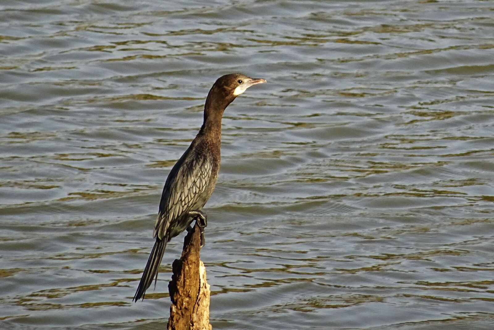 Sony DSC-HX60V sample photo. Bird, water bird, little photography