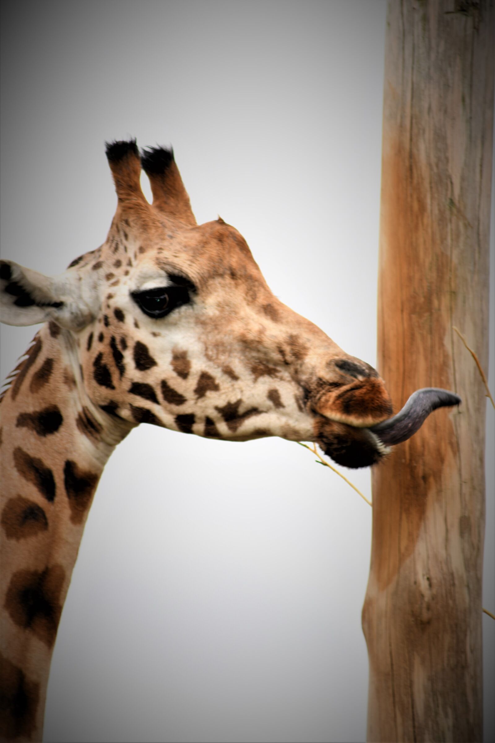 Nikon D7500 sample photo. Giraffe, emmen, zoo photography