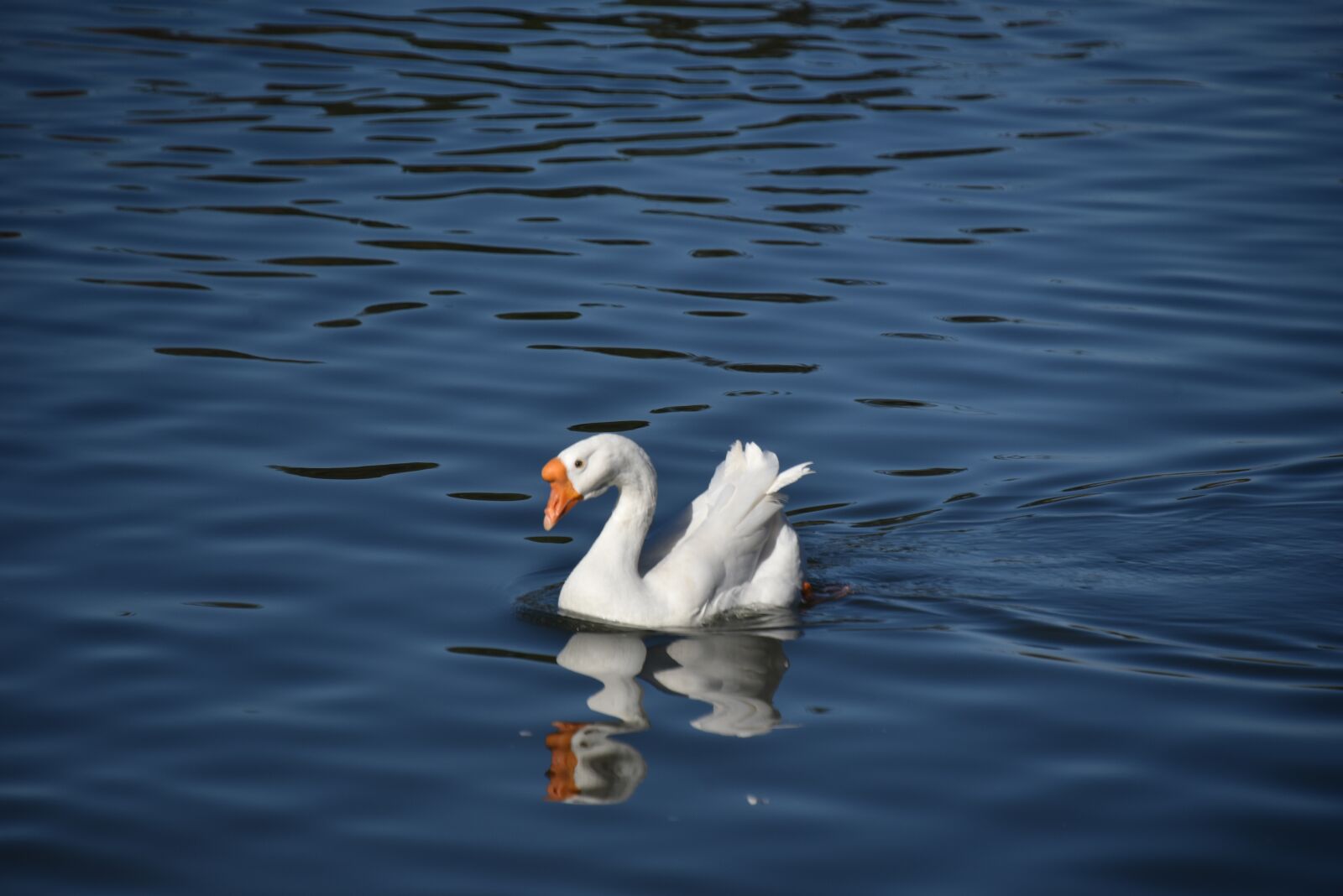 Nikon D750 sample photo. Bird, water, nature photography