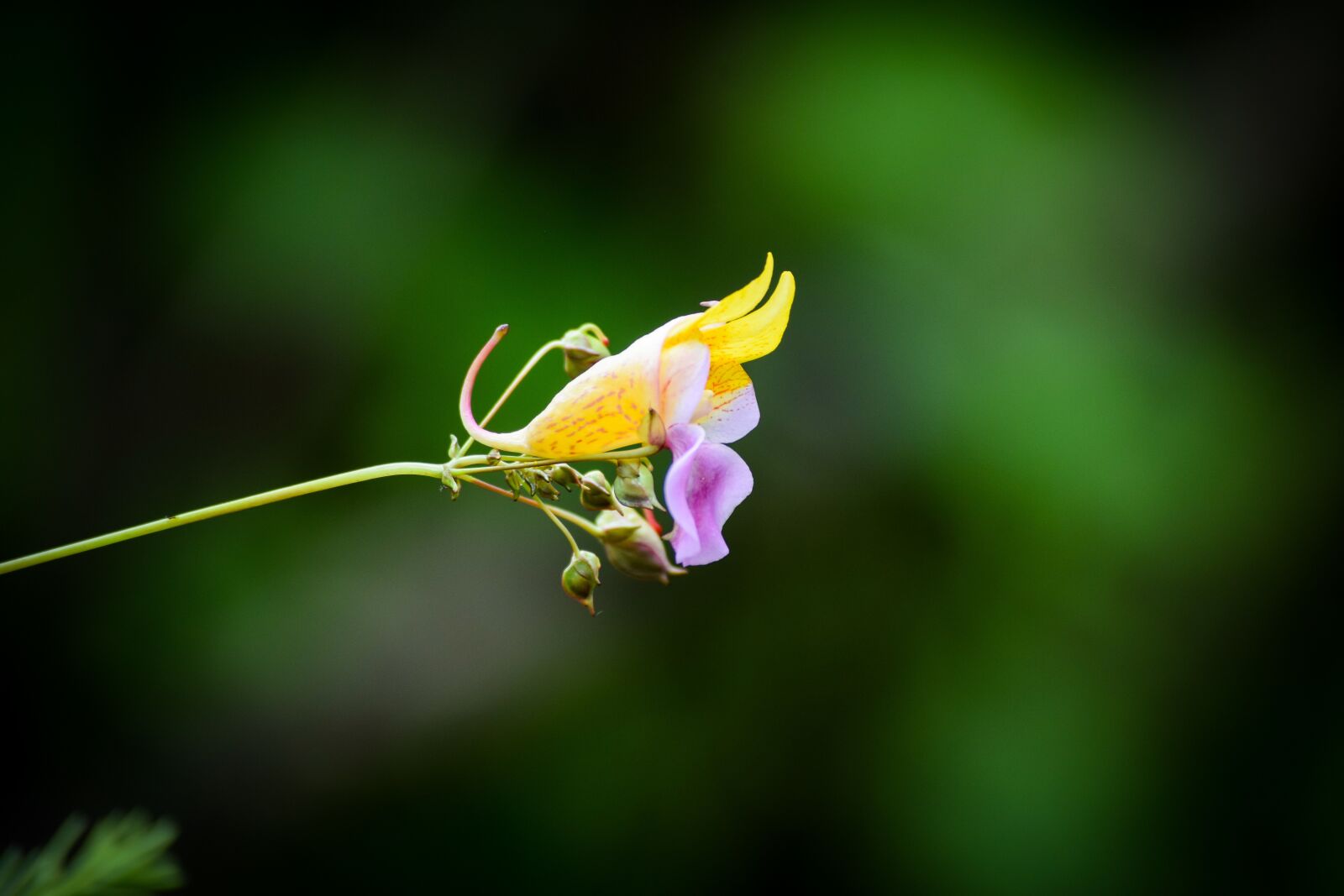 Nikon D5300 sample photo. Flower, nature, flora photography