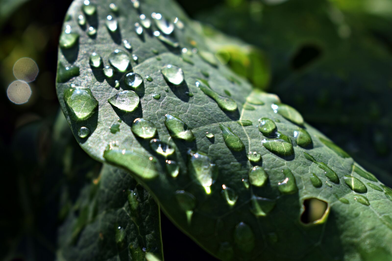 Nikon D3300 sample photo. Leaf, droplets, rain photography