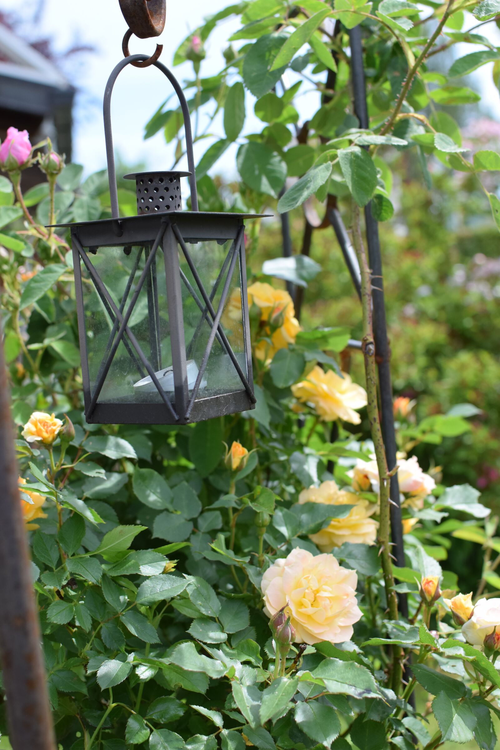 Nikon D5300 sample photo. Lantern, roses, garden photography
