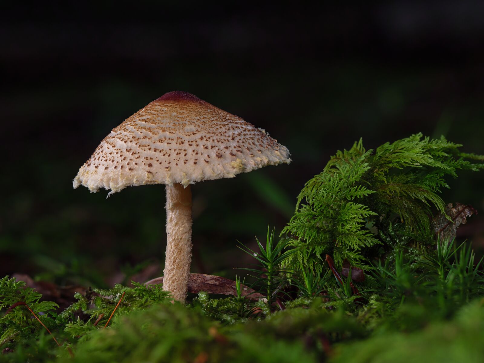 Olympus M.Zuiko Digital ED 60mm F2.8 Macro sample photo. Chestnut dapperling, mushroom, fungus photography