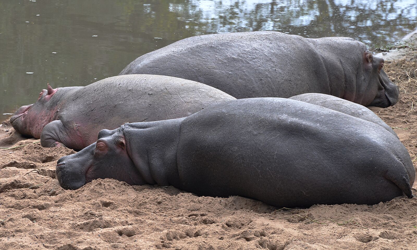 Nikon D5000 sample photo. Hippo, safari, africa photography