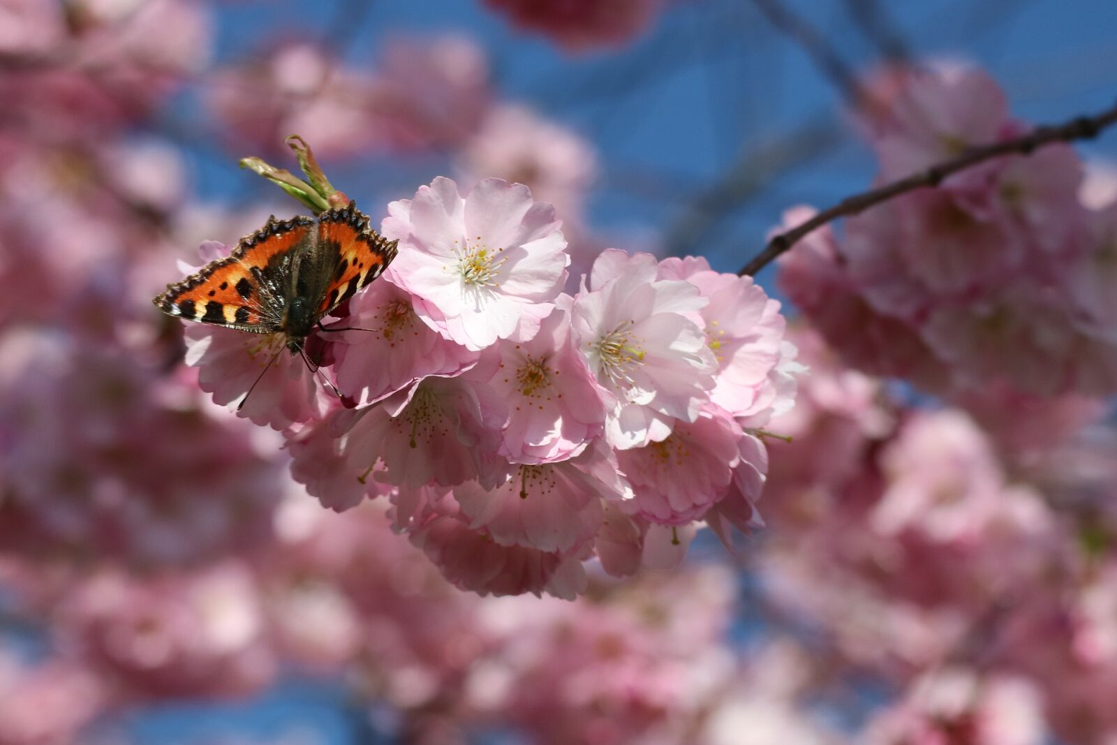Canon EOS M3 sample photo. Butterfly, blossom, bloom photography