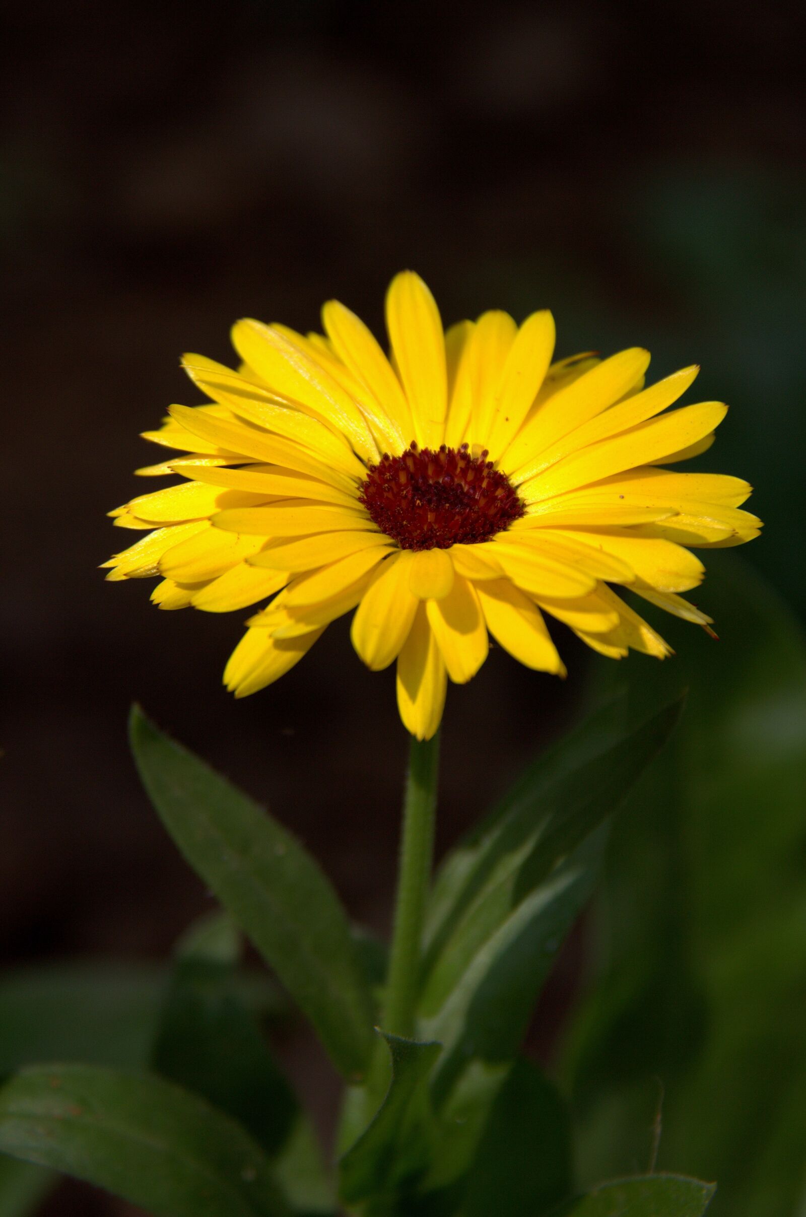 Canon EOS 7D sample photo. Floral, flower, spring photography
