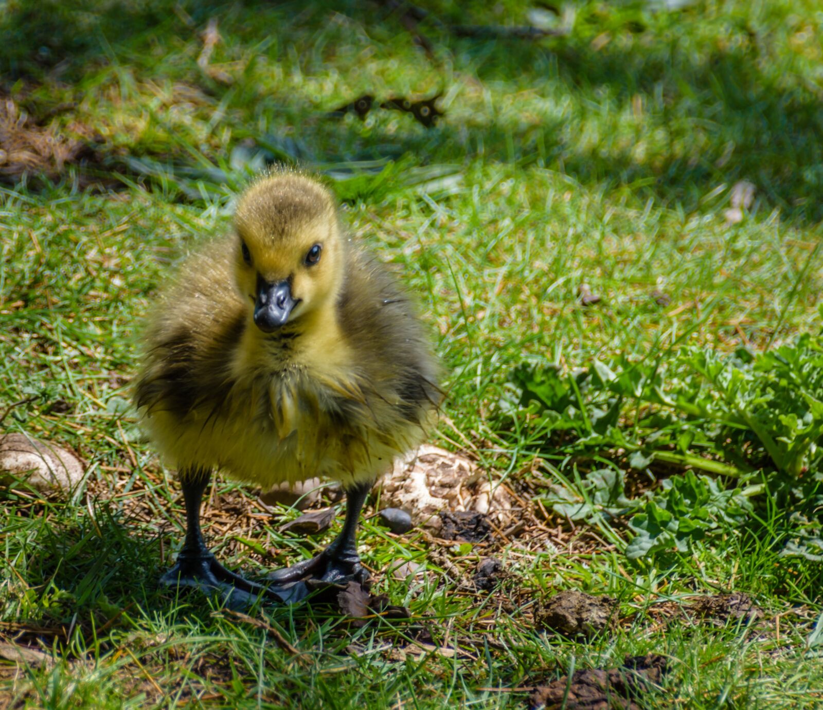 Nikon D7200 sample photo. Bird, waterfowl, nature photography