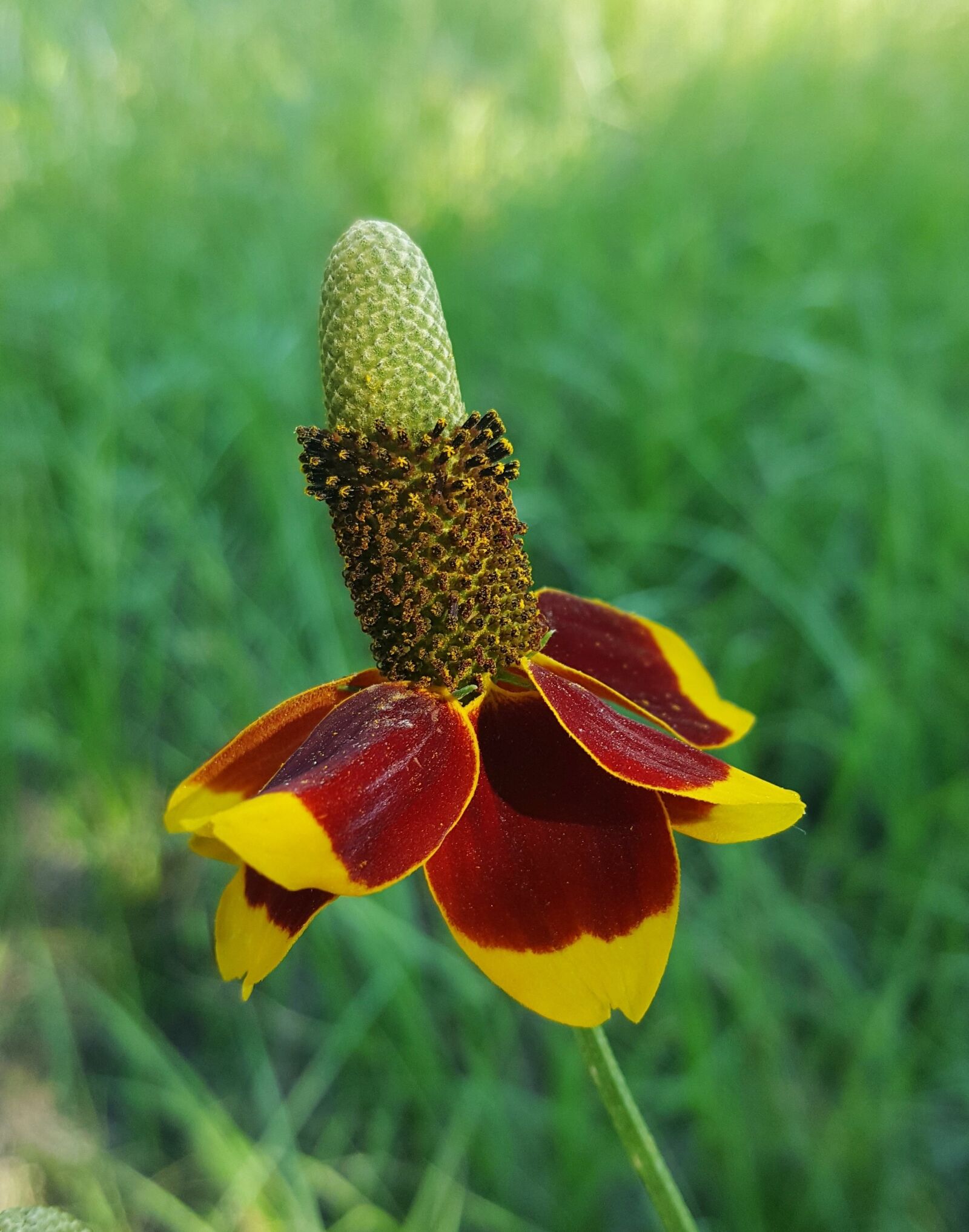 Samsung Galaxy Note5 sample photo. Flower, wildflowers, coneflower photography