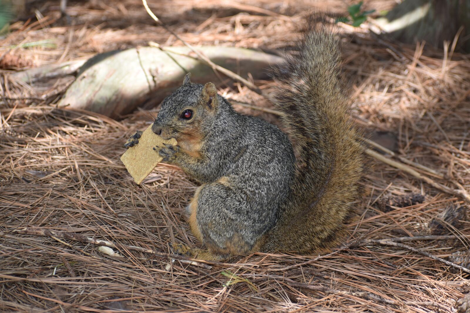 Nikon D3500 sample photo. Squirrel, animal, nature photography